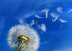 Media.Category.ImageAlternateTextFormat